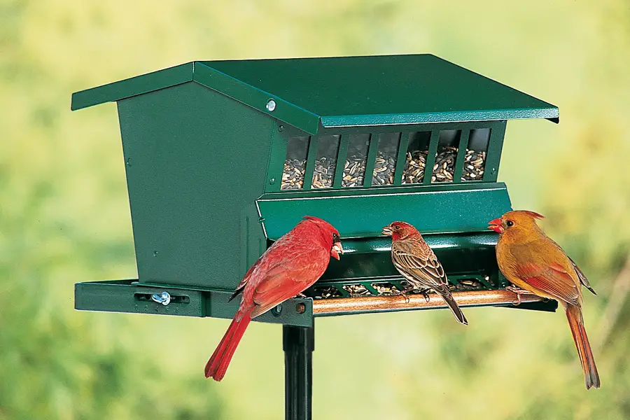 2020 Best Bird Feeder Reviews Top Rated Bird Feeders