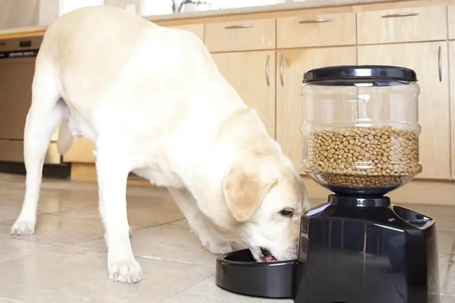 25 lb dog feeder