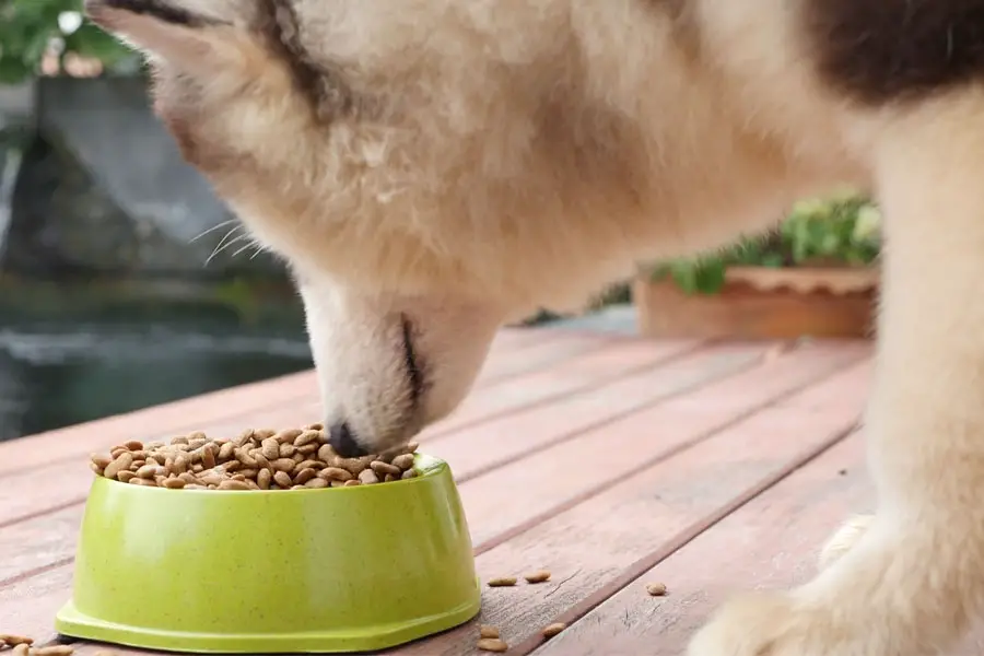 2021 Best Canned Dog Foods Reviews - Top Rated Canned Dog Foods