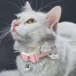 Cat Collar 2