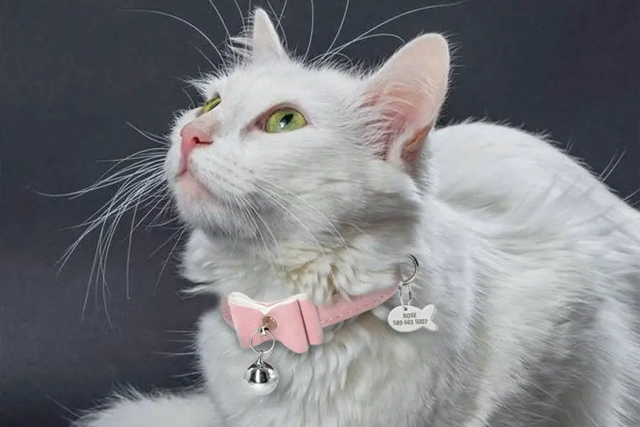 gray cat collar