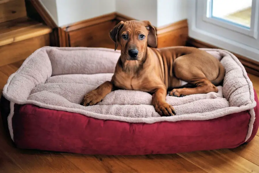 dog beds without stuffing