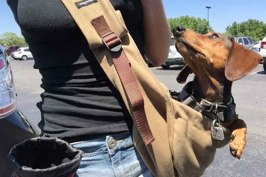 Top rated dog carriers Clearance