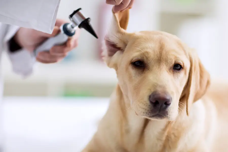 Dog Ear Cleaner