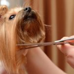 Dog Grooming Scissor 1
