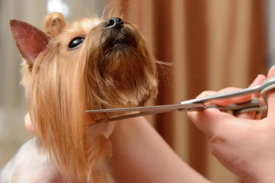 dog grooming top