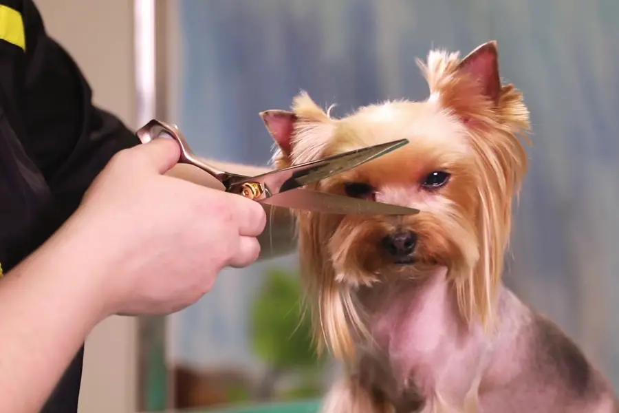 Dog Grooming Scissor 2