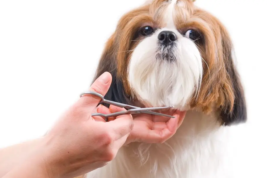 Dog Grooming Scissor 