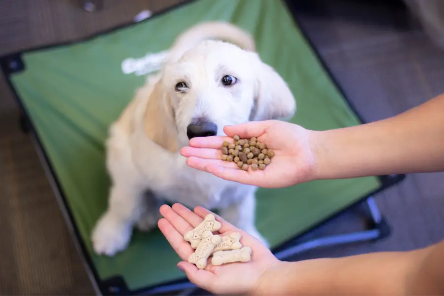 zukes training treats reviews