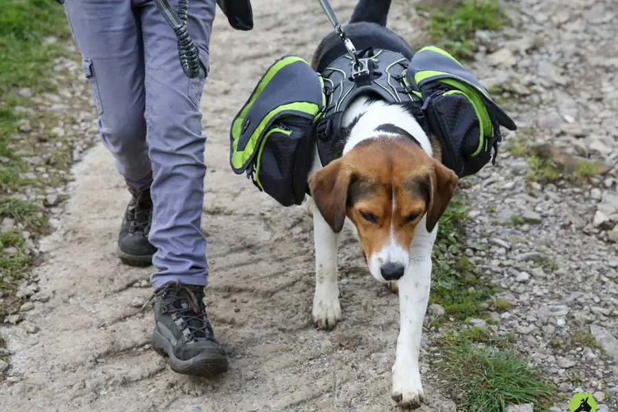 dog backpack leash