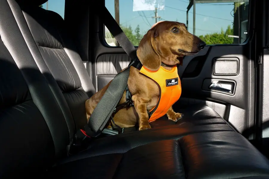 2020 Best Dog Safety Harness Reviews 