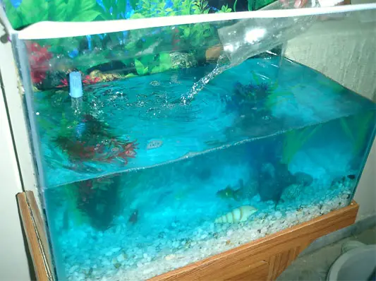 Fish Treatment Aquarium