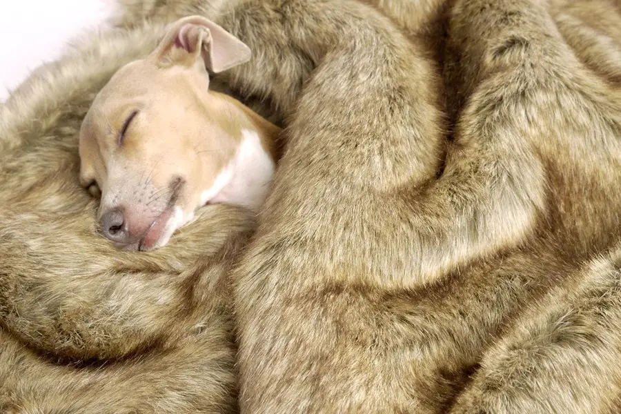 Gray blanket for dog Luxury blanket with raffles Personalized blanket for dog Custom made blanket Luxury dog blanket