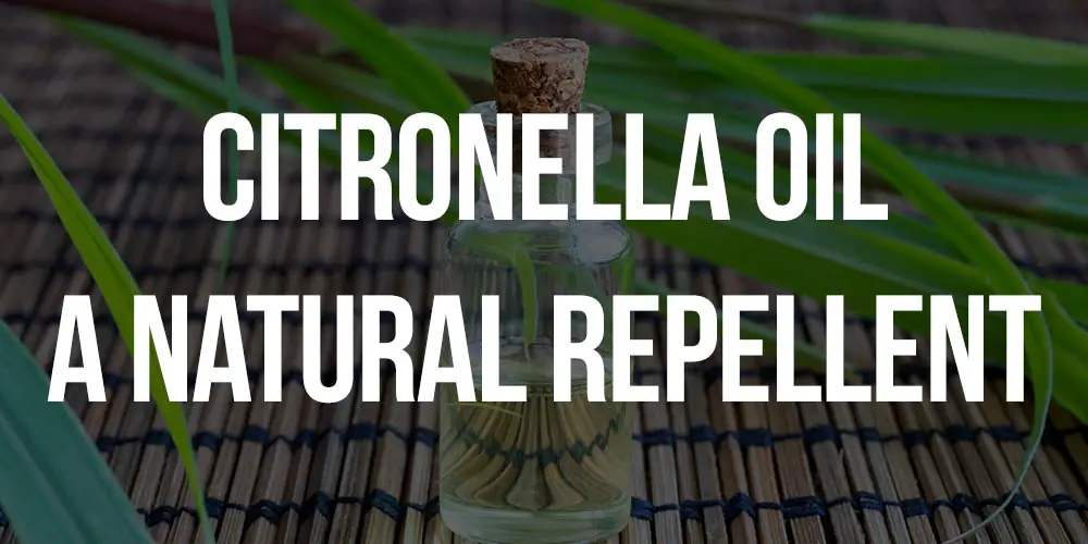 citronella oil repels mosquitoes