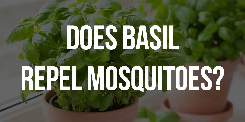 does basil repel mosquitoes