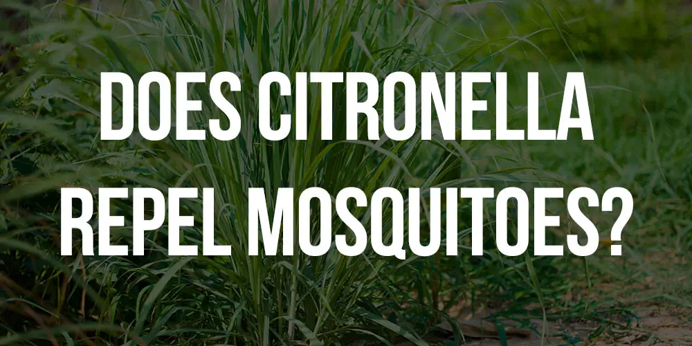 does citronella repel mosquitoes