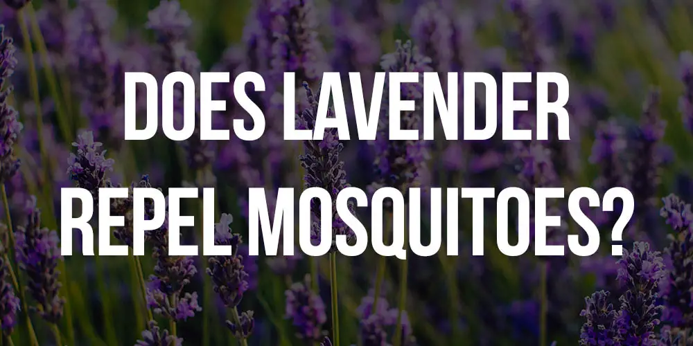 does lavender repel mosquitoes