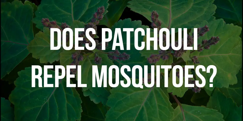 does patchouli repel mosquitoes