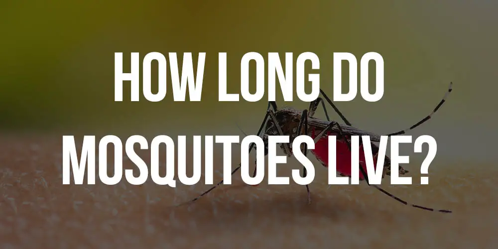 how long do mosquitoes live
