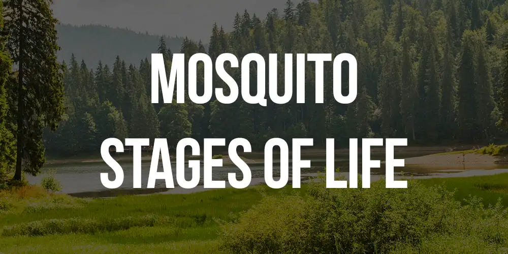 mosquito stages of life