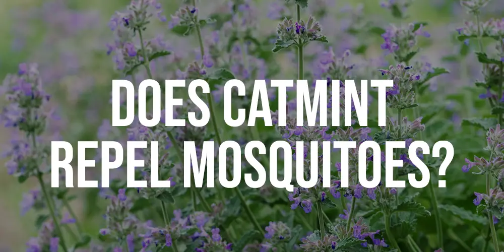Does Catmint Repel Mosquitoes