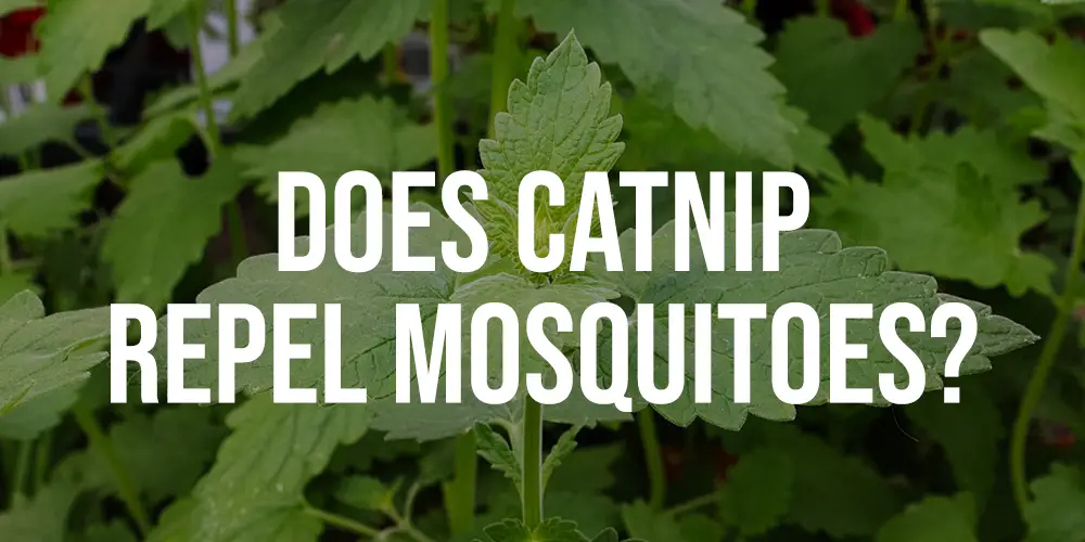 Does Catnip Repel Mosquitoes