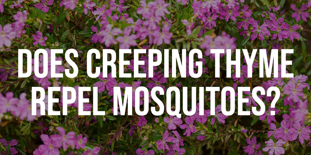 Does Creeping Thyme Repel Mosquitoes