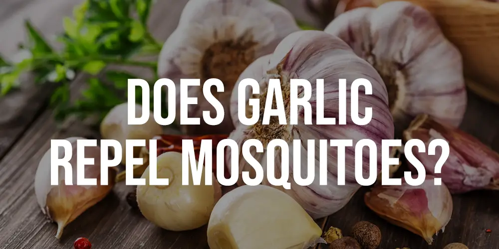 Does Garlic Repel Mosquitoes