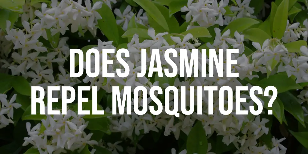Does Jasmine Repel Mosquitoes