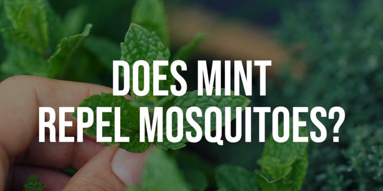 Does Mint Repel Mosquitoes Wallpaper 8k