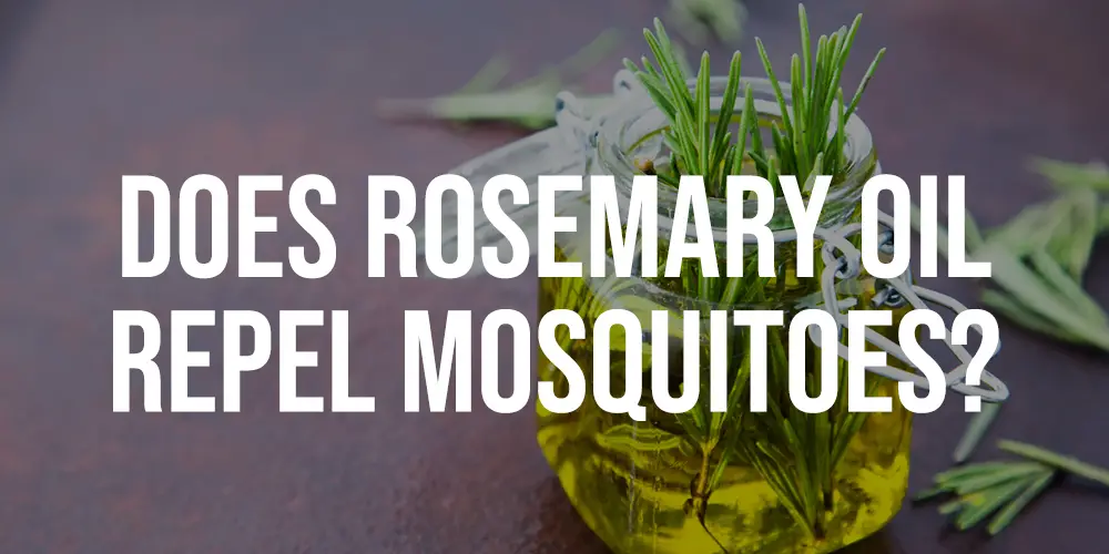 Does Rosemary Oil Repel Mosquitoes