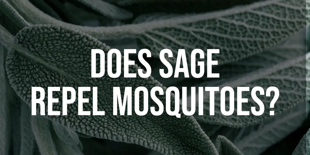 Does Sage Repel Mosquitoes