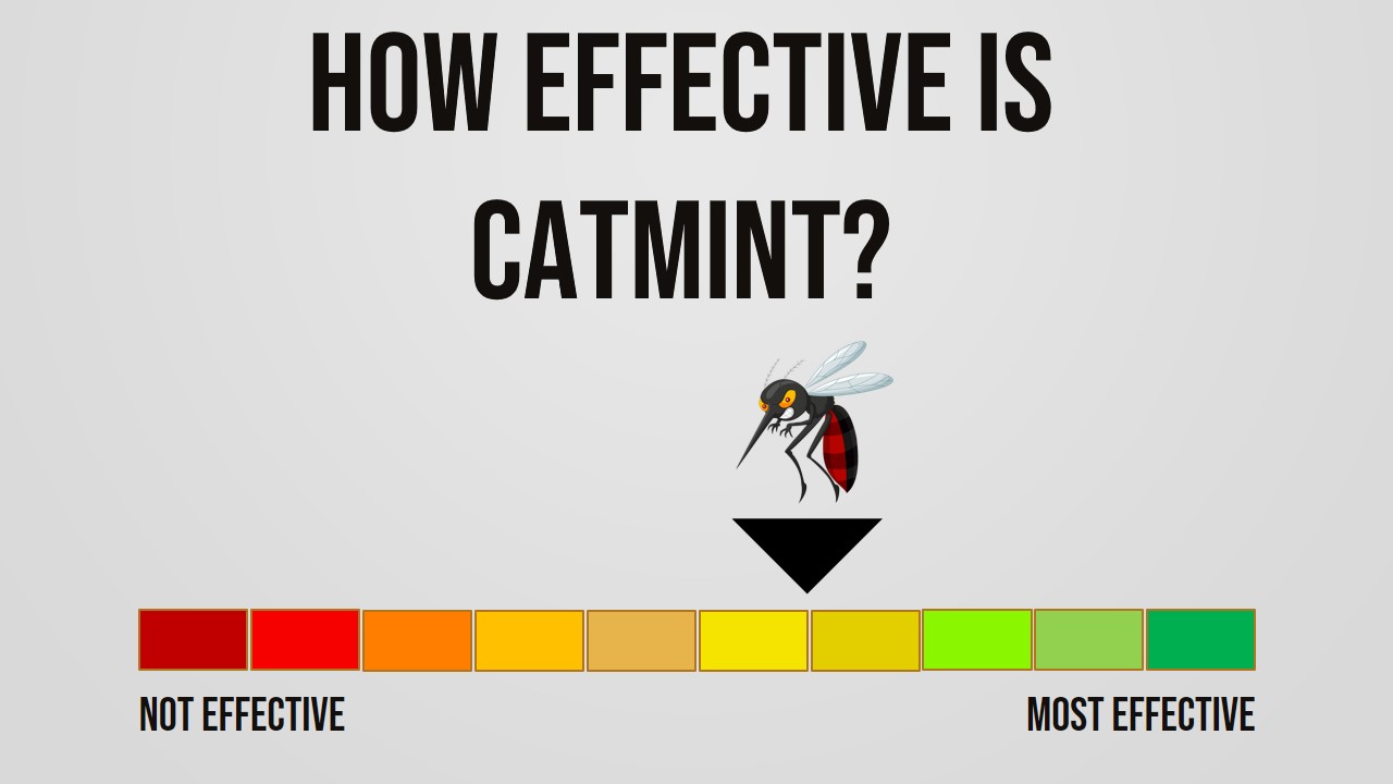 How Effective is Catmint Repelling Mosquitoes