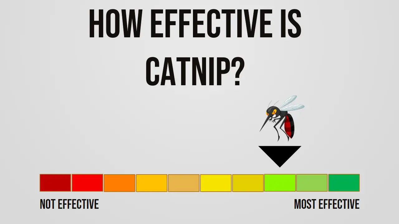 How Effective is Catnip Repelling Mosquitoes