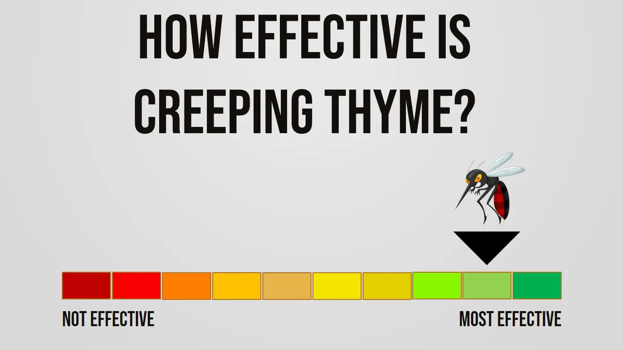 How Effective is Creeping Thyme Repelling Mosquitoes