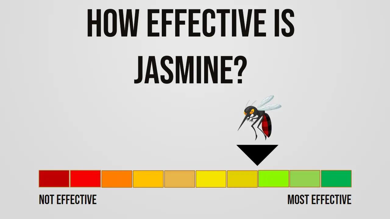 How Effective is Jasmine Repelling Mosquitoes