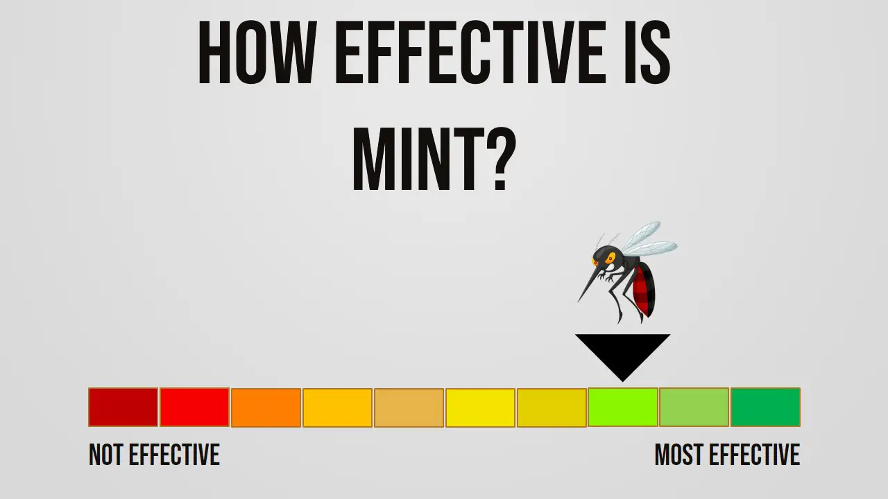 How Effective is Mint Repelling Mosquitoes