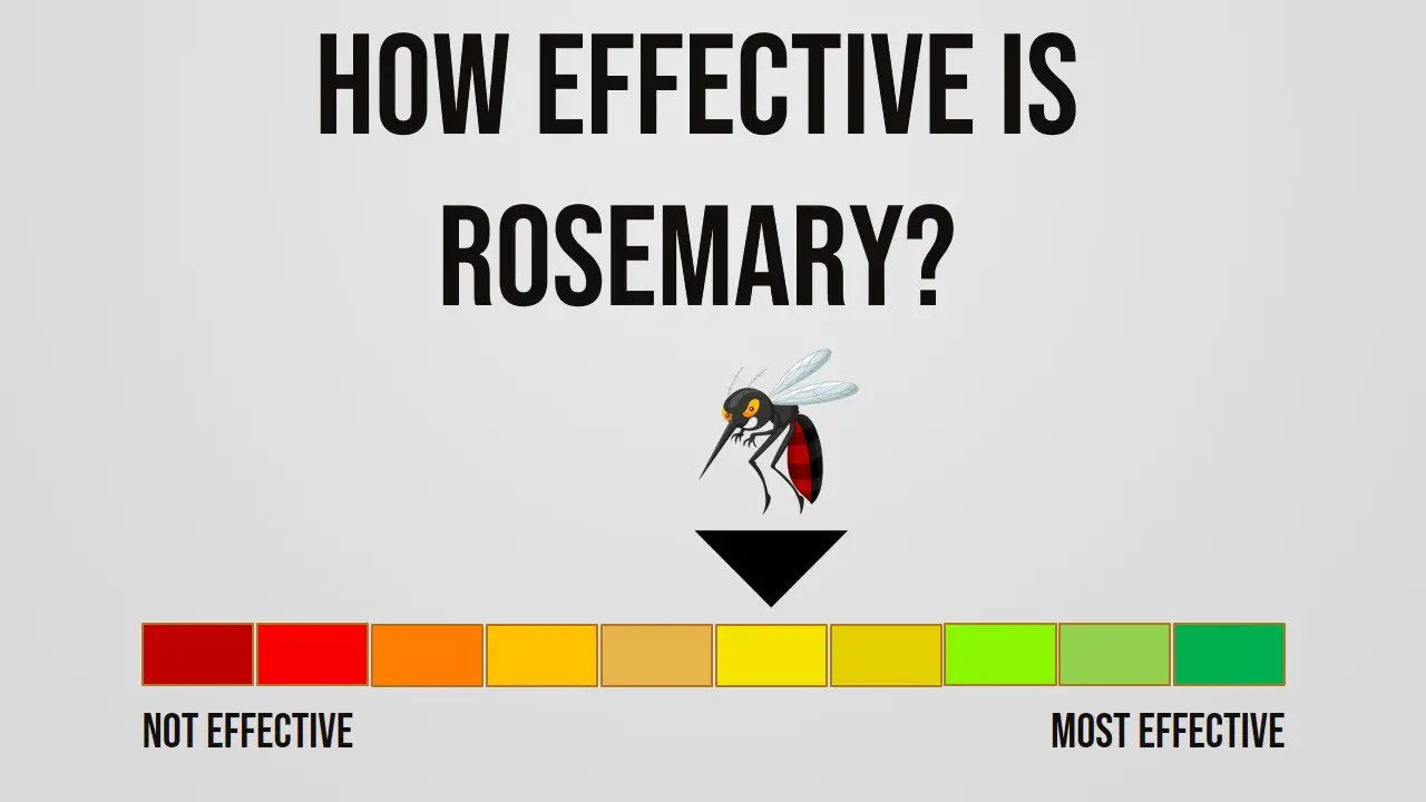 How Effective is Rosemary Repelling Mosquitoes